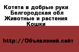 Котята в добрые руки - Белгородская обл. Животные и растения » Кошки   